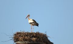 Ein Storch in seinem Nest bei Schwedt an der Oder