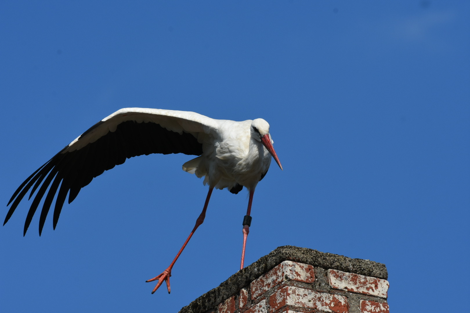 Ein Storch irgendwo in Brandenburg