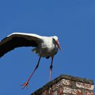 Ein Storch irgendwo in Brandenburg