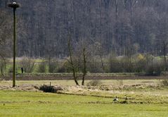 Ein Storch ist eben was Besseres!