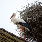 ein Storch ist im Elsass keine Seltenheit