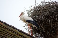 ein Storch ist im Elsass keine Seltenheit