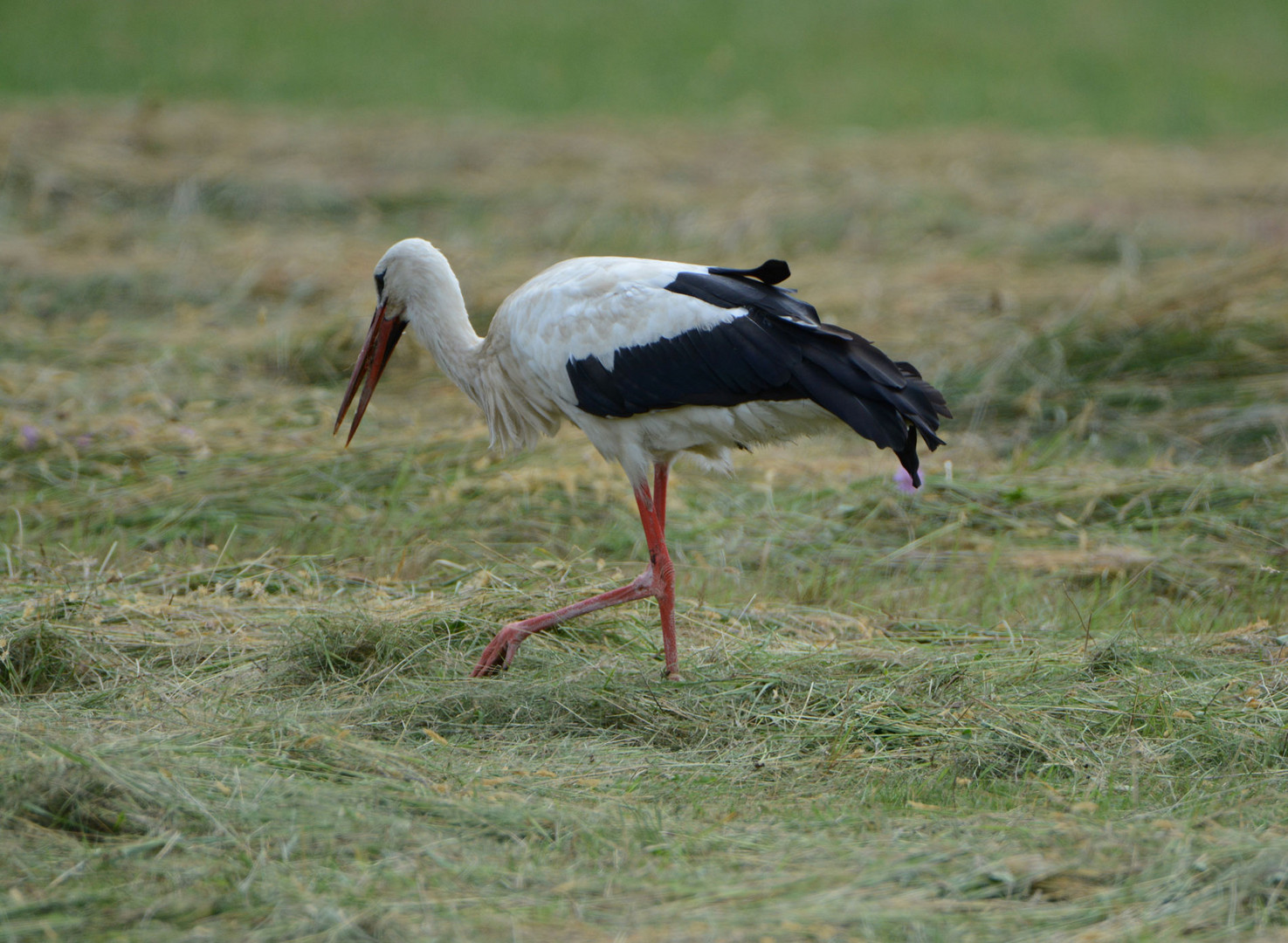 Ein Storch ist in unserem  Dorf gelandet