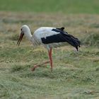 Ein Storch ist in unserem  Dorf gelandet