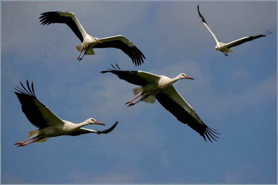 Ein Storch kommt selten allein!