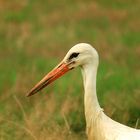 Ein Storch - mein enger Verwandter...