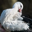 Ein Storch mit schönen Augen