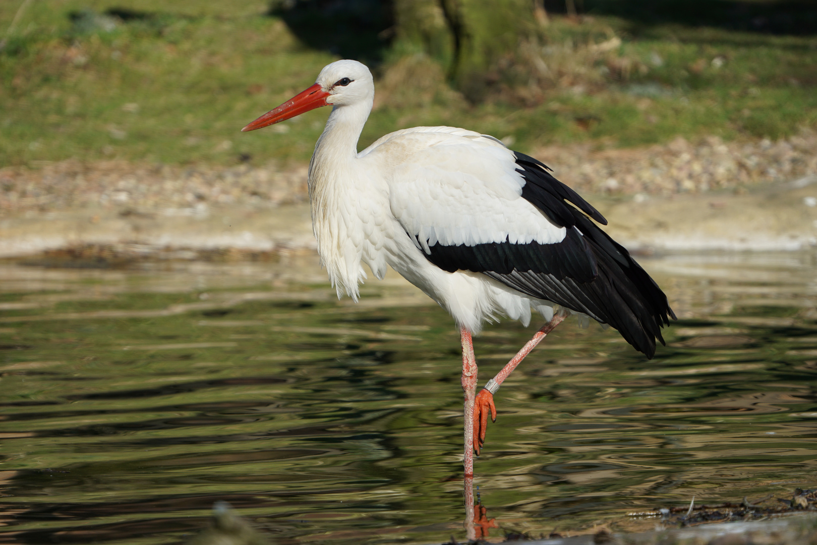 Ein Storch wie man ihn kennt Foto & Bild tiere, zoo, wildpark