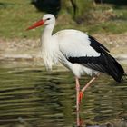 Ein Storch wie man ihn kennt