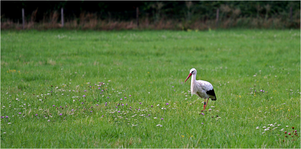 Ein Storch, zwei Storch...?