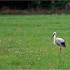 Ein Storch, zwei Storch...?