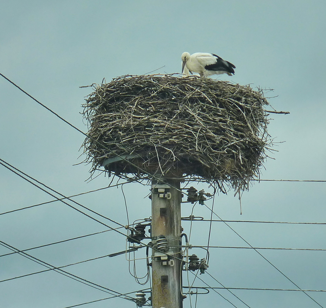 Storchennest voller Farbenfreude: Entdecke die Welt der kostenlosen Ausmalbilder!