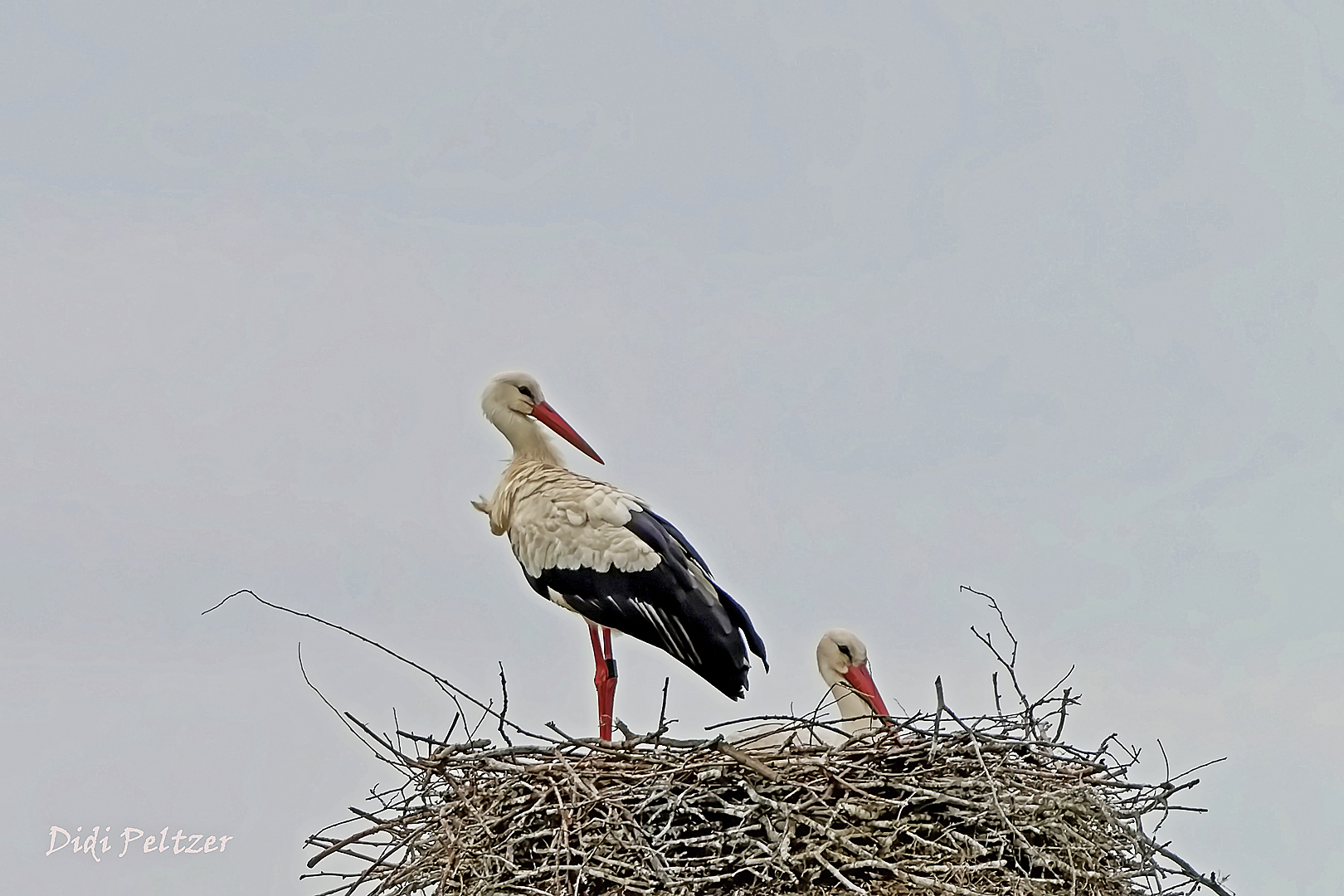 Ein Storchenpaar zurück in ihrem Nest ...