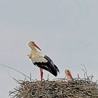 Ein Storchenpaar zurück in ihrem Nest ...