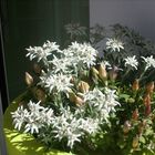 ein Sträusschen Edelweiss