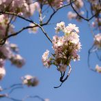 Ein Sträusschen vom Baum