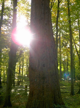 ein strahlen selbst im wald