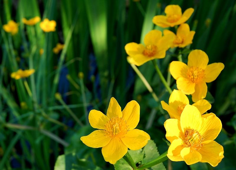 Ein strahlender Frühling!