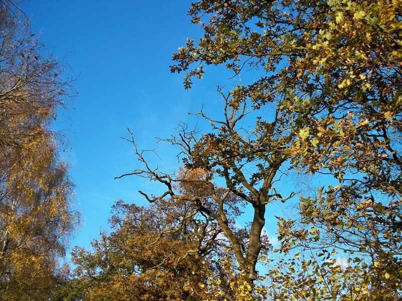 Ein strahlender Herbsttag, am Ende des Monats November.