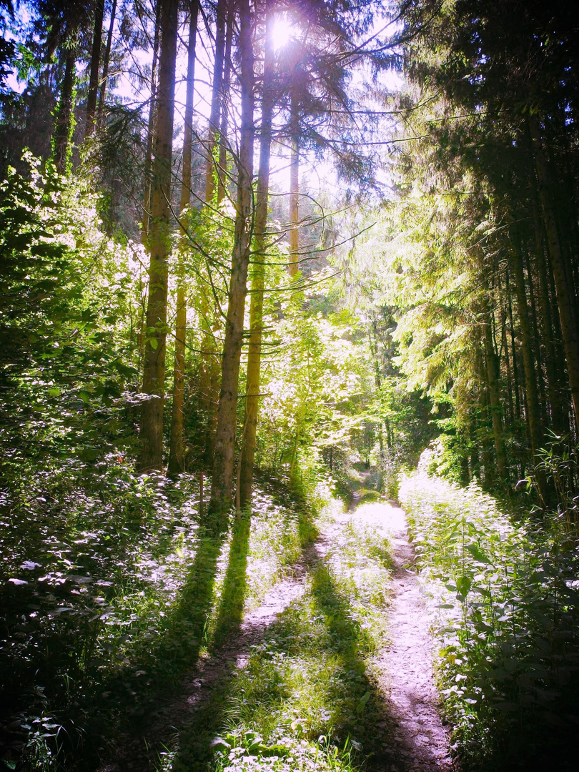 Ein strahlender Wald