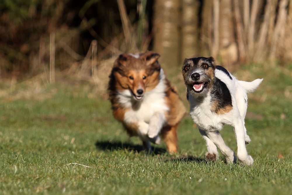 Ein strahlendes Terrier-Lächeln