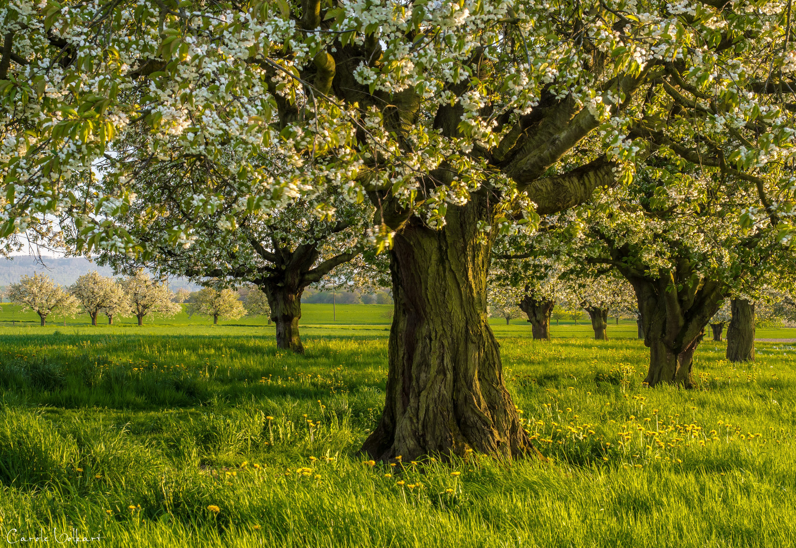 Ein strammer Kirschbaum