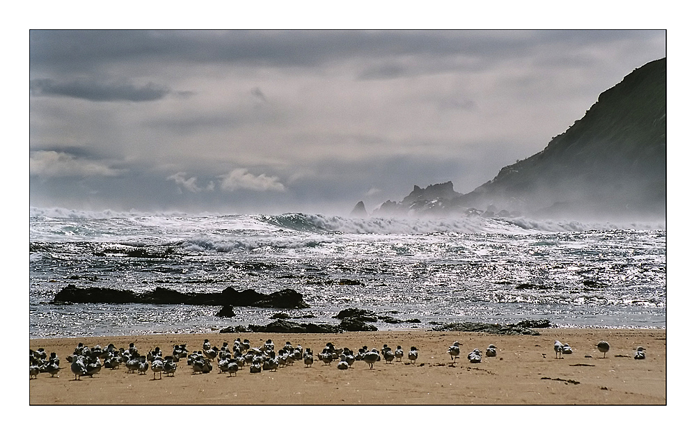 Ein Strand allein für mich (und die Vögel)