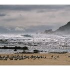 Ein Strand allein für mich (und die Vögel)