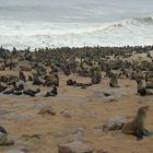 Ein Strand voller Seehunde...