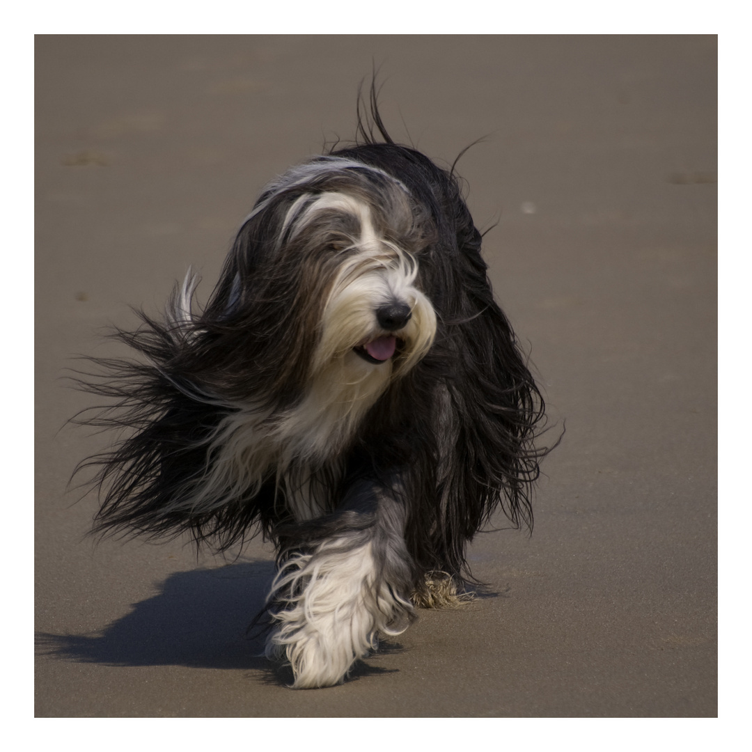 Ein Strandhund auf Walcheren