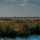 Ein Strandspaziergang am Wattenmeer mit Blick auf die Hallig Südfall