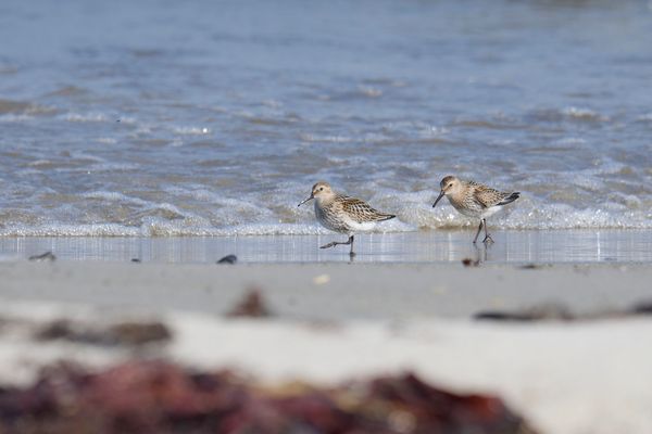 Ein Strandspaziergang gefällt auch den Strandläufern