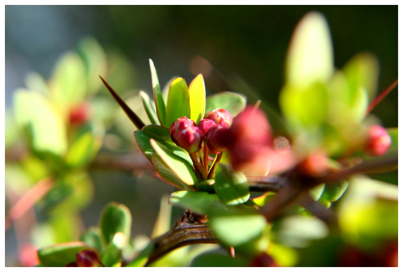 Ein Strang aus Knospen, Stacheln, Blättern ...