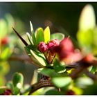 Ein Strang aus Knospen, Stacheln, Blättern ...