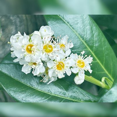 Ein Strauch namens Kirschlorbeer