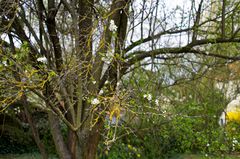 Ein Strauch oder Baum?