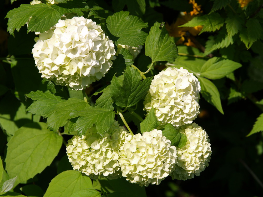 Ein strauch voll weißer blüten - wir nennen ihn schneeball-strauch, sicher