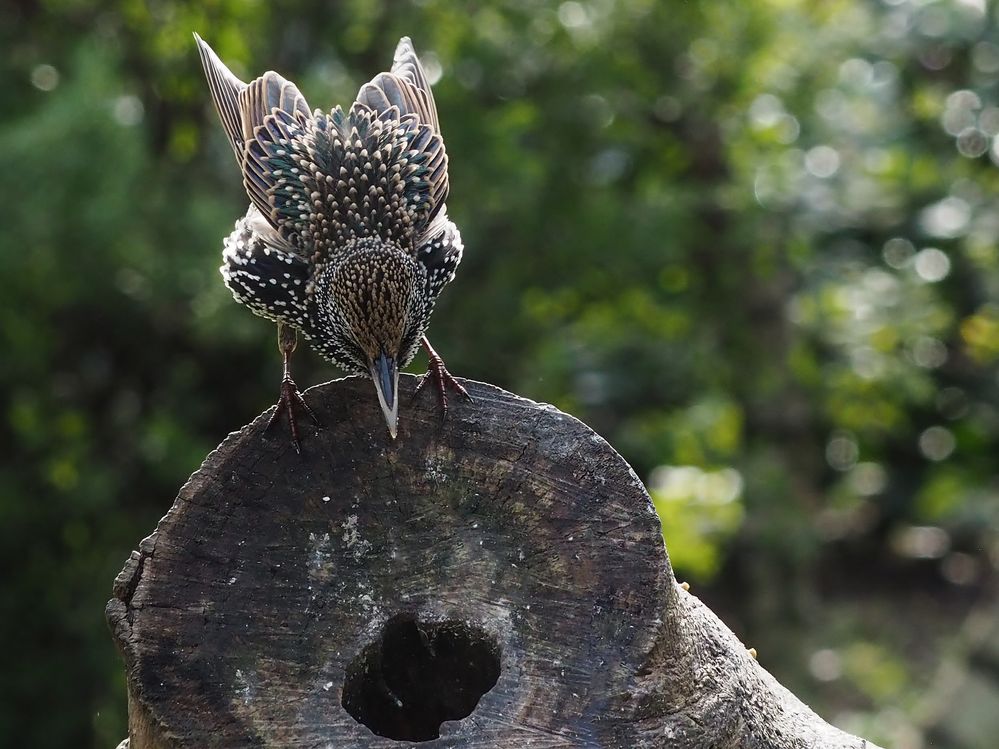 Ein Strauß.... Foto & Bild | tiere, wildlife, wild lebende vögel Bilder ...