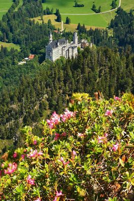 Ein Strauß Alpenrosen ...