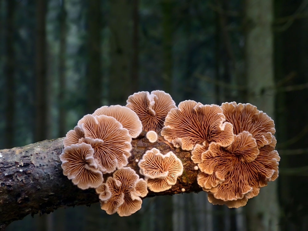 Ein Strauß Blümchen