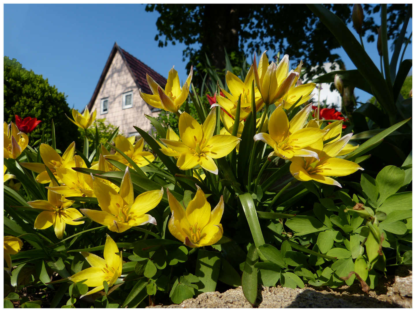 ein Strauß Frühling