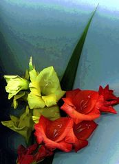 ein strauß gladiolen - farbe des hochsommers