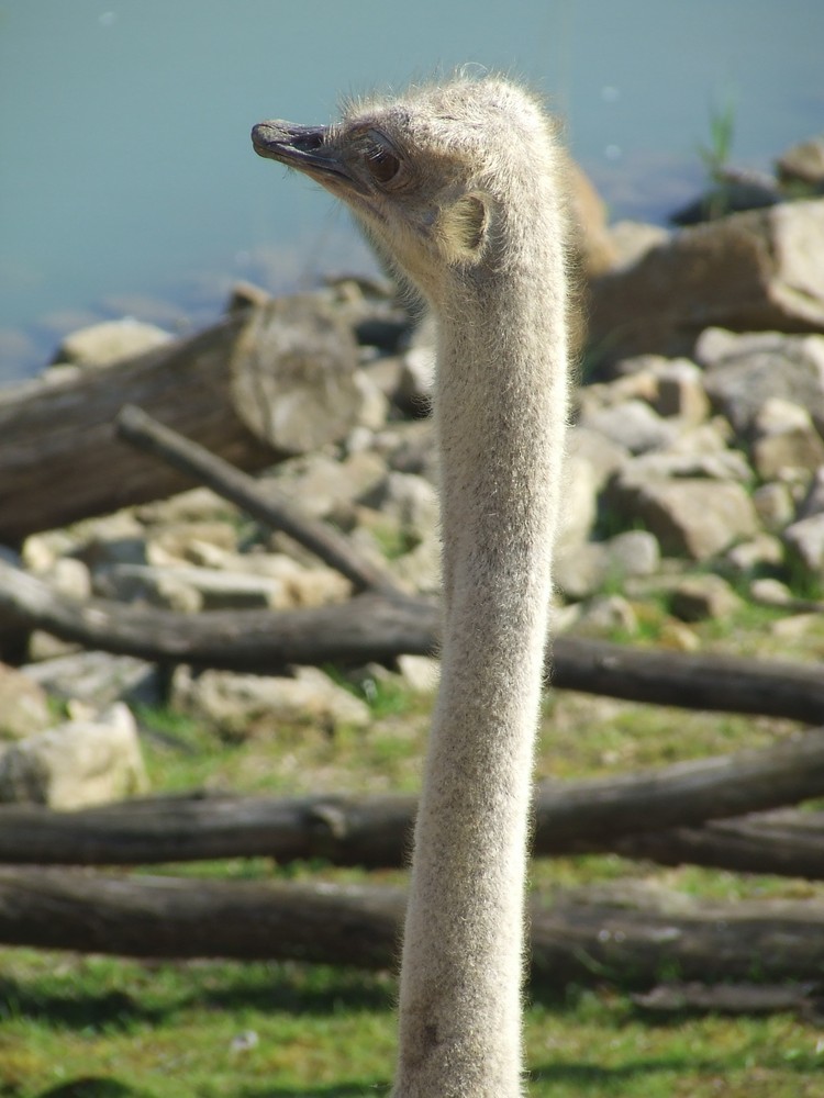 Ein Strauß in der Zoom Erlebniswelt Gelsenkirchen