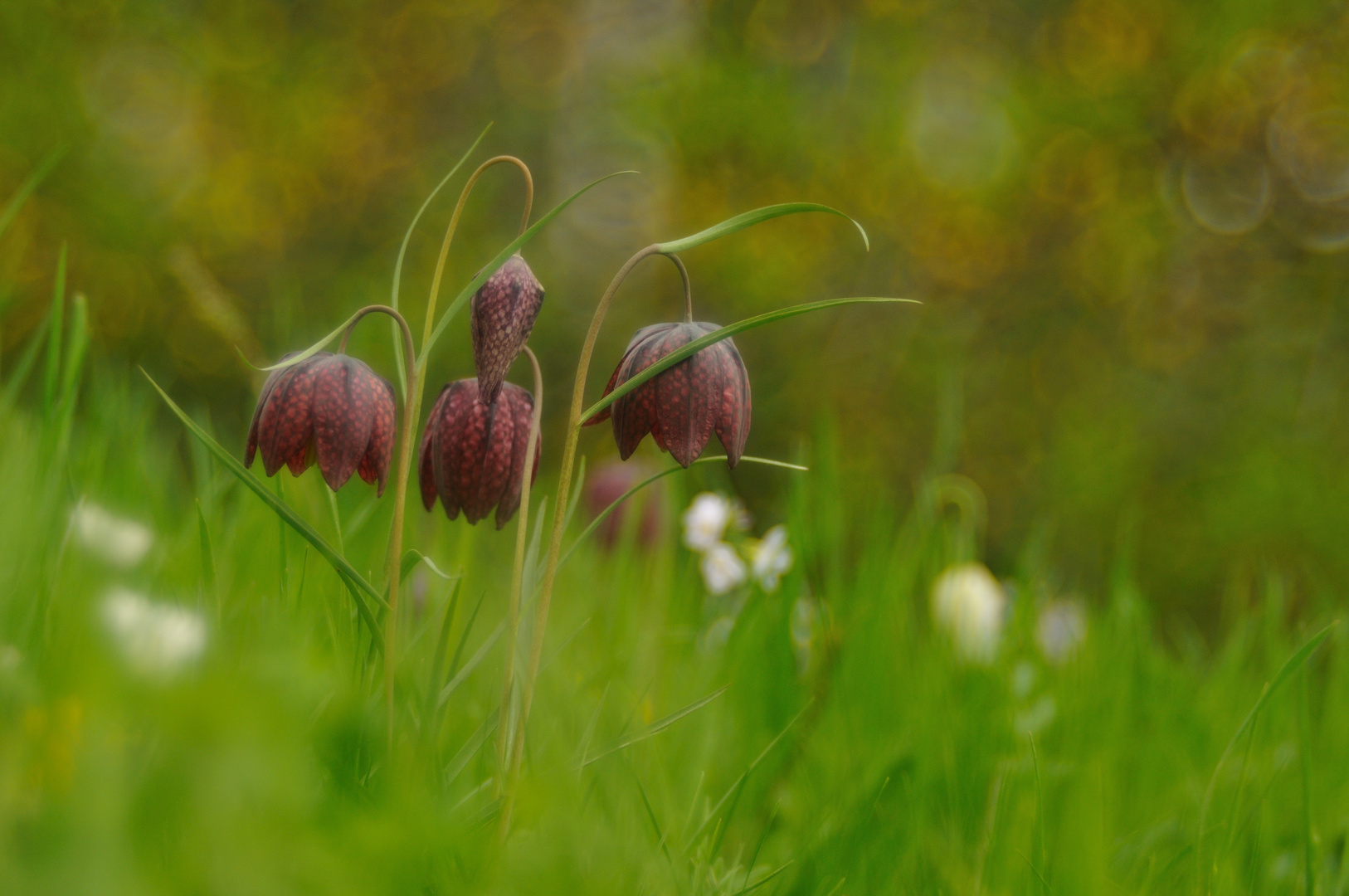 Ein Strauß mit Schachblümchen für euch