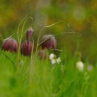 Ein Strauß mit Schachblümchen für euch