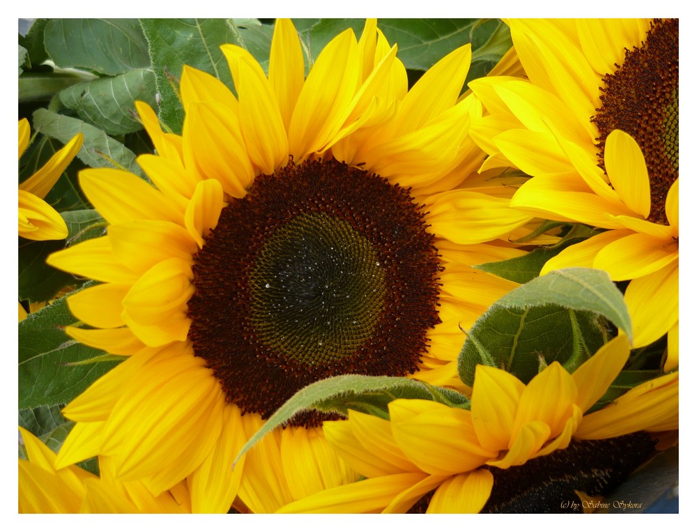 ein Strauß Sonnenblumen