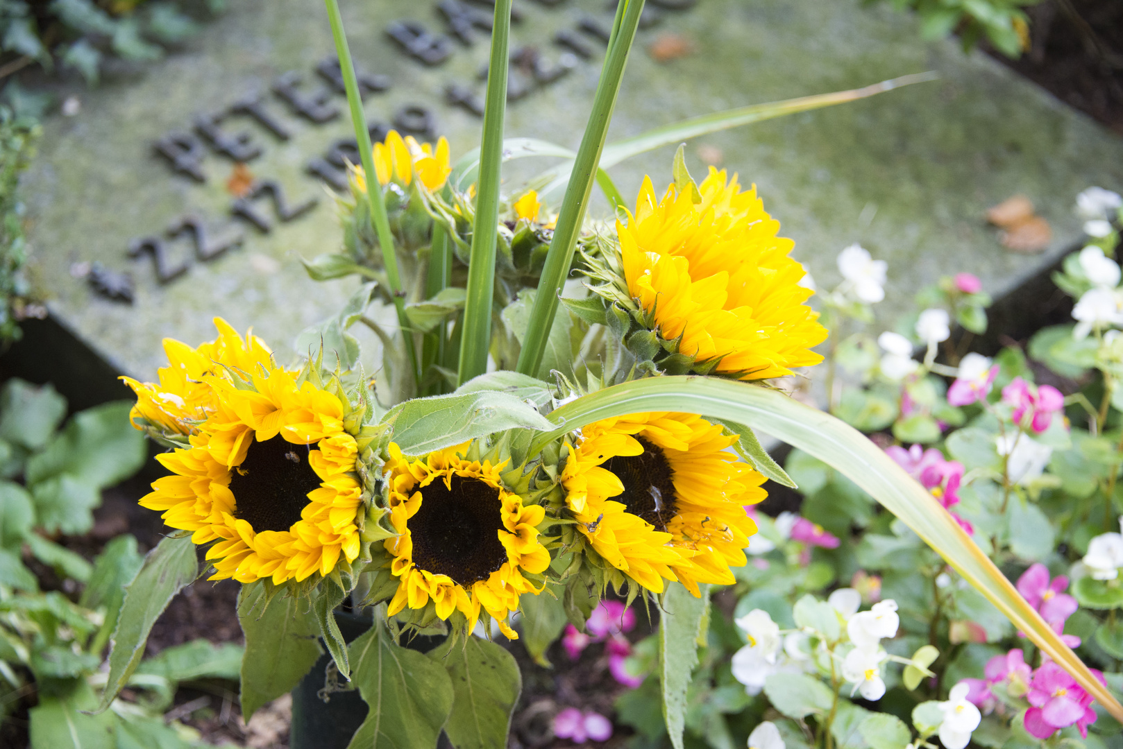 Ein Strauß Sonnenblumen