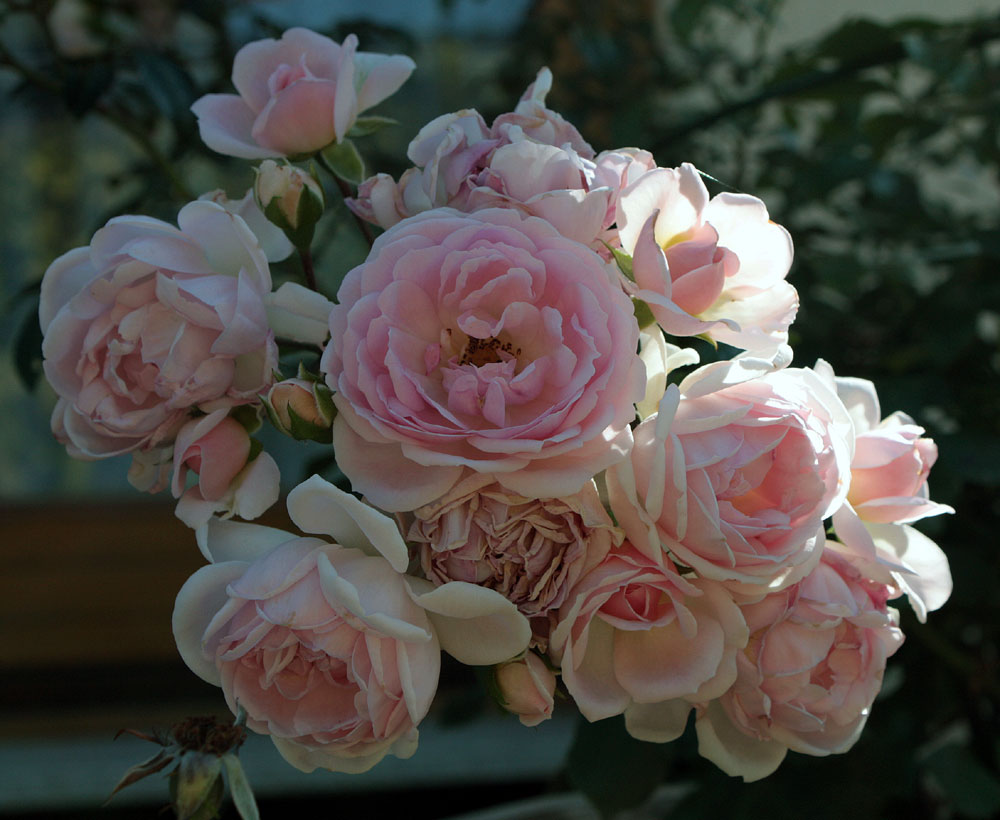 ein Strauß weißer Rosen