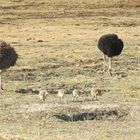 Ein Straußenpaar führt die Küken  zur Futtersuche                      