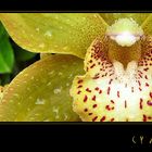 . ein streifen cymbidium .